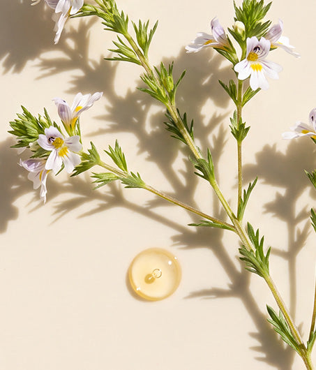 Botanical Eyebright